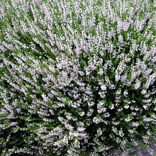 Вереск обыкновенный 'Спринг Крим'