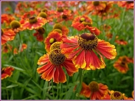 Гелениум 'Моерхейм Бьюти'