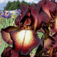 Ирис германский (бородатый) 'Провансаль' 