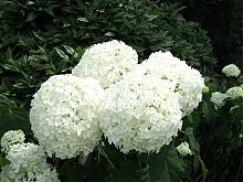 Гортензия древовидная 'Стронг Аннабель'