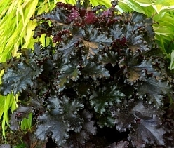 Гейхера гибридная 'Блэк Таффета'