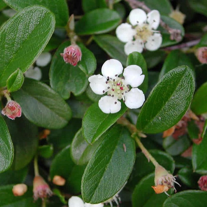 Кизильник Даммера