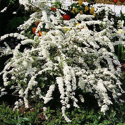 Спирея Аргута