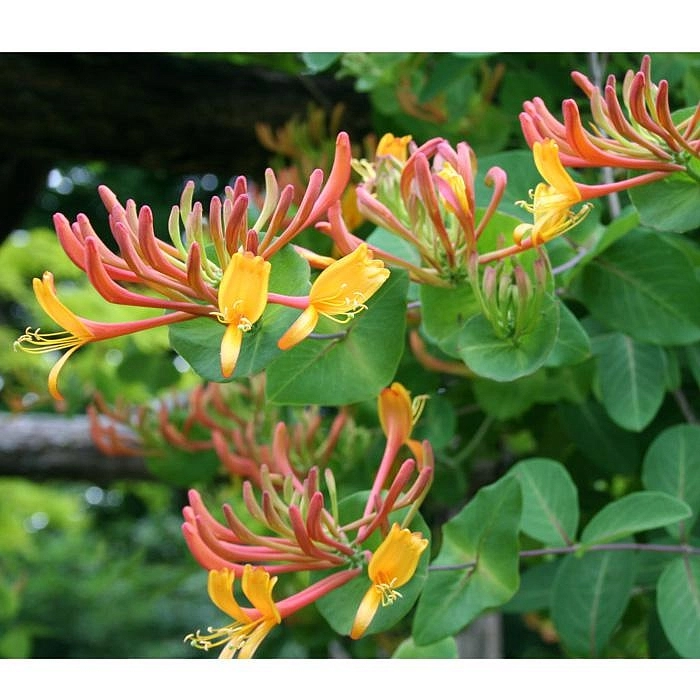 Жимолость вьющаяся Гекрота (Lonicera Heckrottii) Жимолость вьющаяся Гекрота (Lonicera Heckrottii)