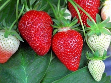 Земляника (клубника) 'Флер'