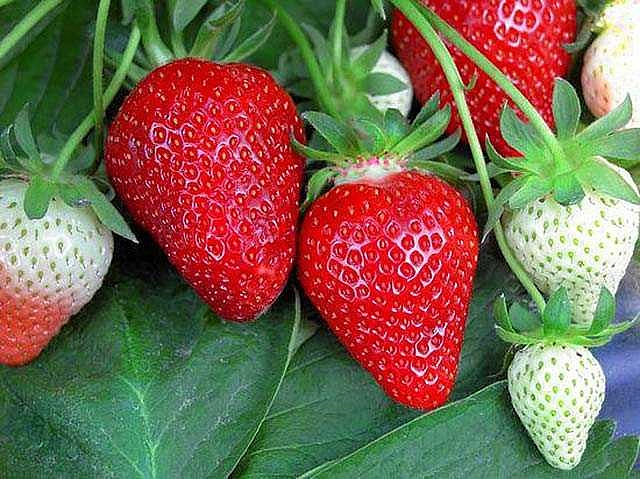 Земляника (клубника) 'Флер'