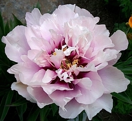 Пион Ито-гибрид 'Кора Луиза' (светло розовый)