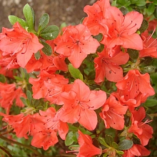 Рододендрон японский (азалия) 'Гейша Оранж' (оранжевый)
