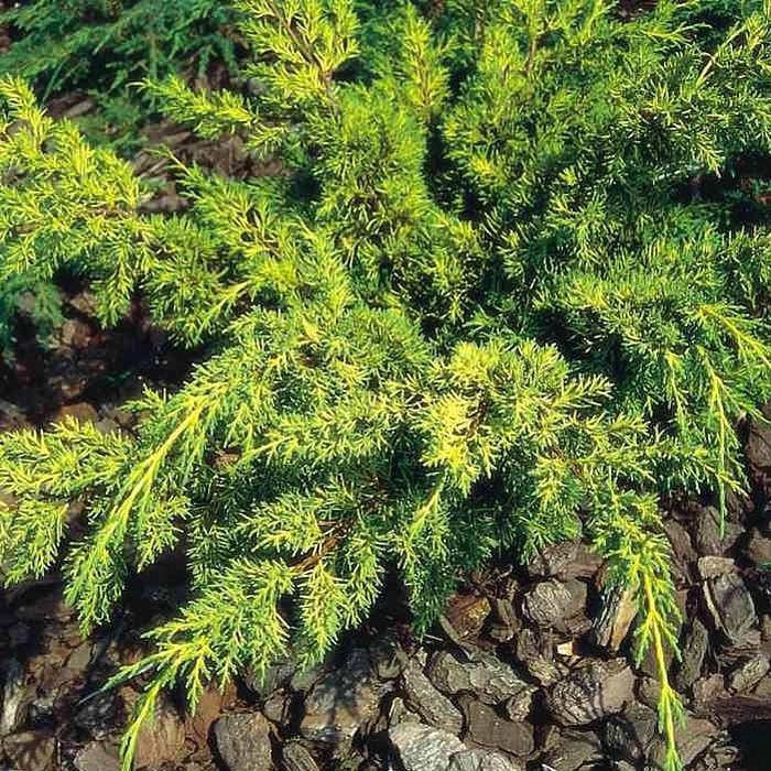 Можжевельник китайский 'Плюмоза Ауреа'