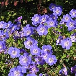 Герань гибридная 'Розанна'