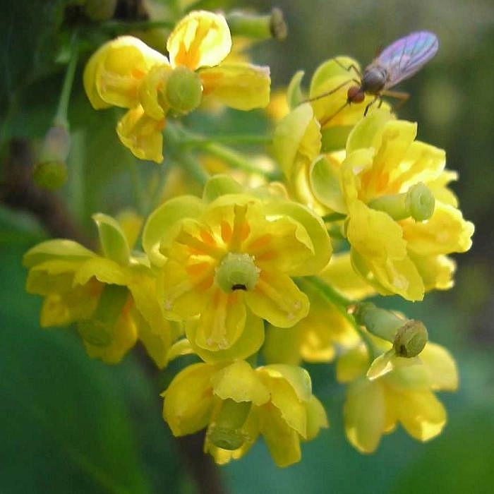 Барбарис обыкновенный