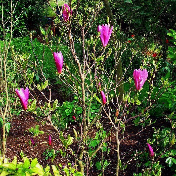 Магнолия 'Сусан'