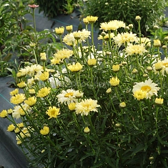 Нивяник великолепный 'Голдфинч'