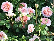 Роза 'Абрахам Дерби' (парковая, шраб) (персиковая)