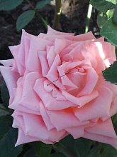 Роза 'Пикуба' (чайно-гибридная) (розовая)