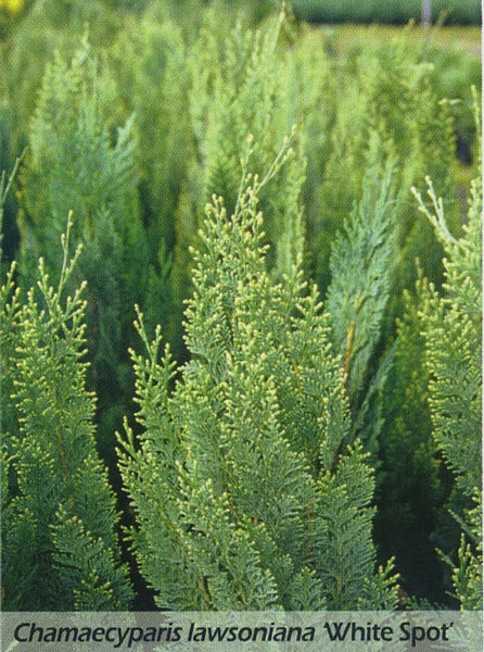 Кипарисовик Лавсона 'Уайт Спот'