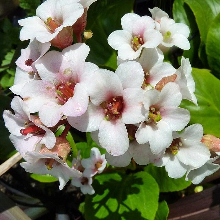 Бадан сердцелистный 'Брессингем Вайт'