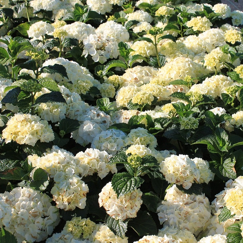 Гортензия древовидная 'Уайт Бол'