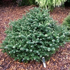 Пихта корейская 'Альпин Стар'