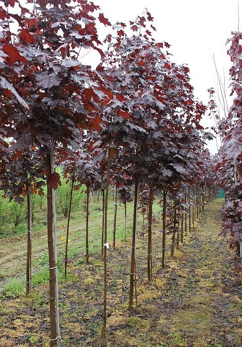 Клен остролистный 'Фассенс Блэк'