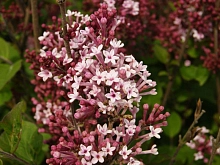 Сирень повторноцветущая 'Джози' (розово - лавандовая)