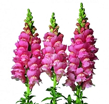 Семена Львиный зев