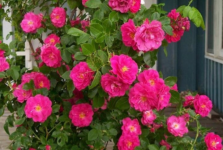 Роза 'Вильям Баффин' (плетистая) (малиновая)