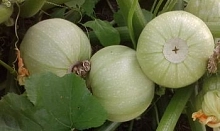 Кабачок 'Теща хлебосольная' F1