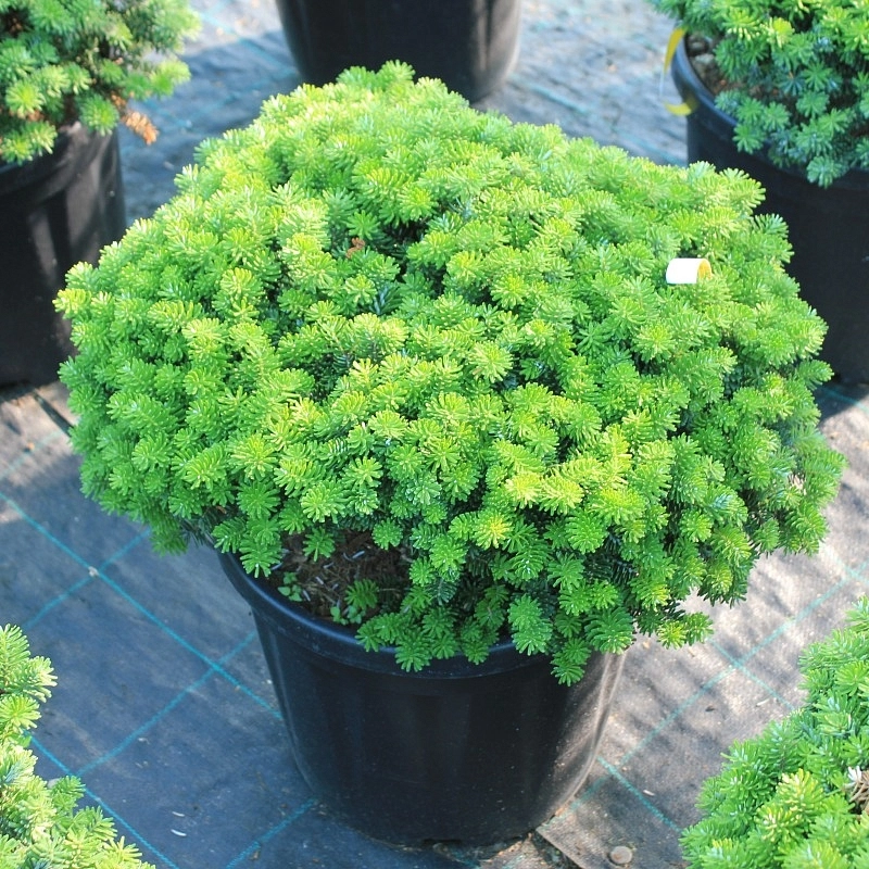 Пихта корейская 'Бриллиант'