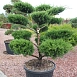 Можжевельник Пфитцериана 'Минт Джулеп' бонсай