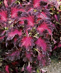 Колеус Блюма 'Драгон Блэк' (темно-красный с пурпурно-черными краями)
