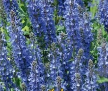 Сальвия превосходная  (Шалфей) 'Блю Куин'