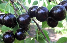 Вишня обыкновенная 'Память Ворончихиной'