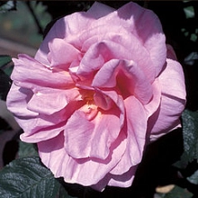 Роза 'Делиция' (шиповник) (розовый)