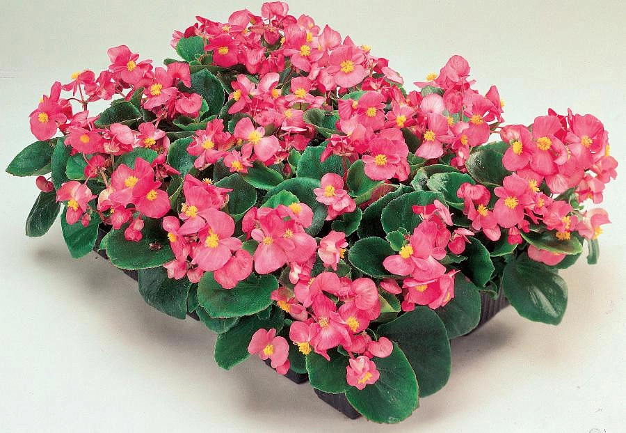 Бегония изящная 'Амбассадор Микс "(смесь, зеленый лист)