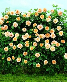 Роза 'Полька' (плетистая крупноцветковая) (оранжево-желтый)