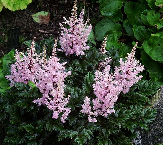 Астильба курчавая 'Перкео' (пурпурная - светлая)