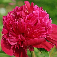 Пион молочноцветковый 'Инспектор Лаверне' (малиново - красный)