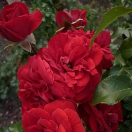 Роза 'Амадеус' (плетистая, шраб) (красная)
