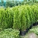 Туя западная 'Смарагд'