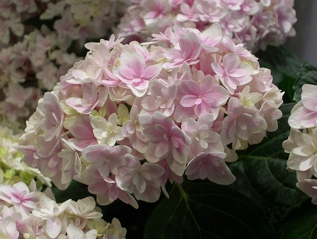 Гортензия крупнолистная 'Элегант Роза'