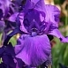 Ирис германский (бородатый) 'Матината' 