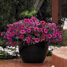 Петуния (сурфиния) гибридная 'Изи Вейв Пурпл' (пурпурный)