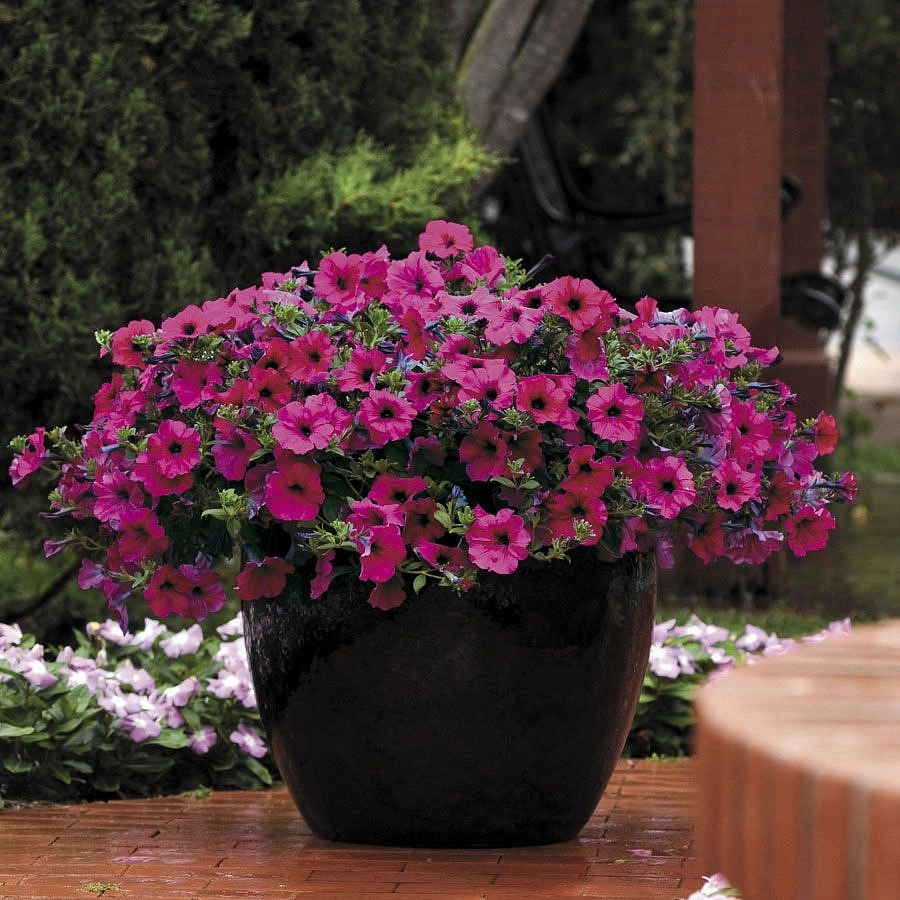 Петуния (сурфиния) гибридная 'Изи Вейв Пурпл' (пурпурный)