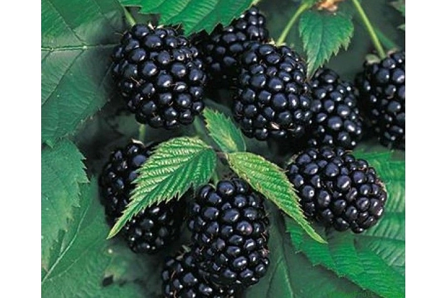 Ежевика 'Вождь Джозеф'