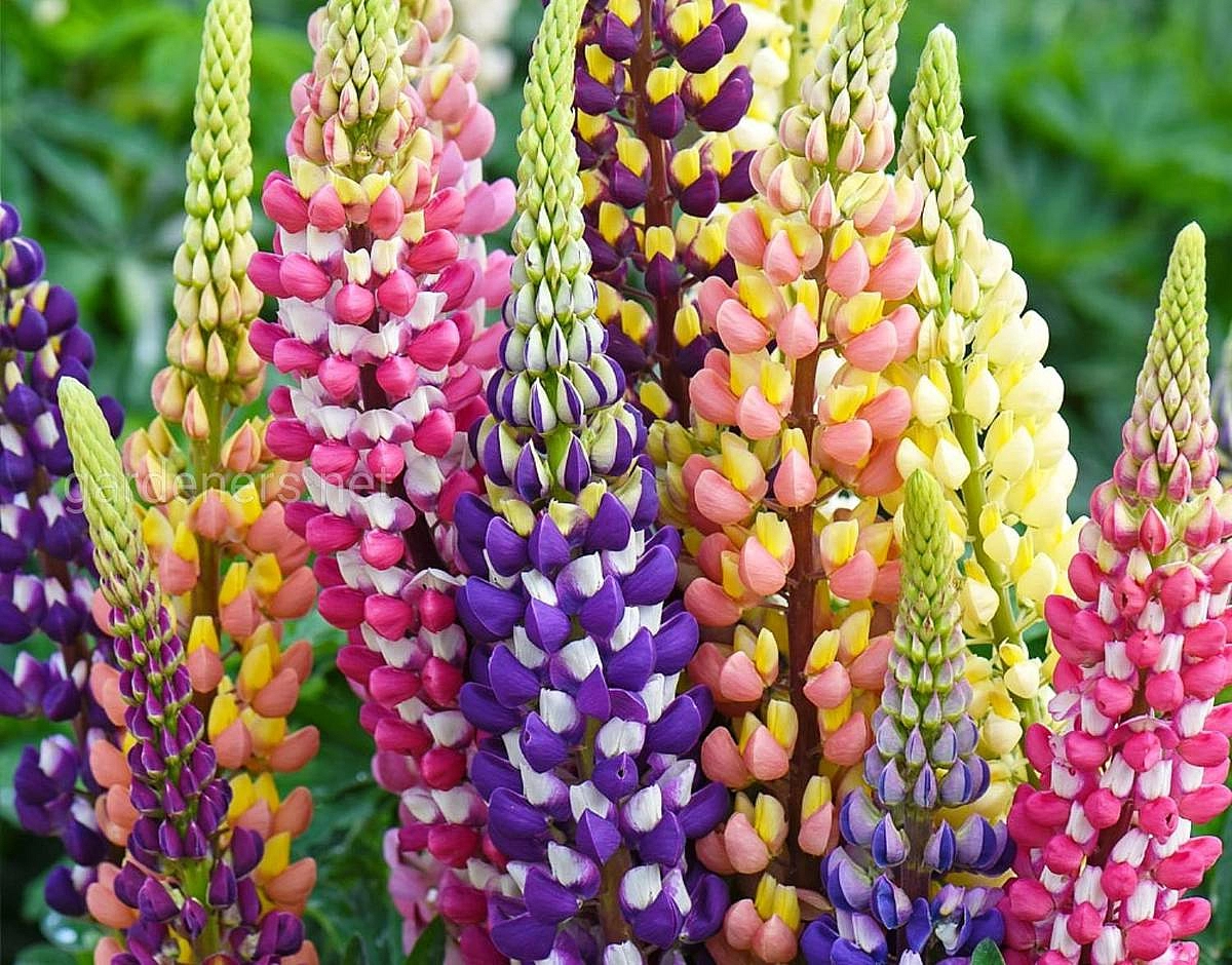 Семена Люпин