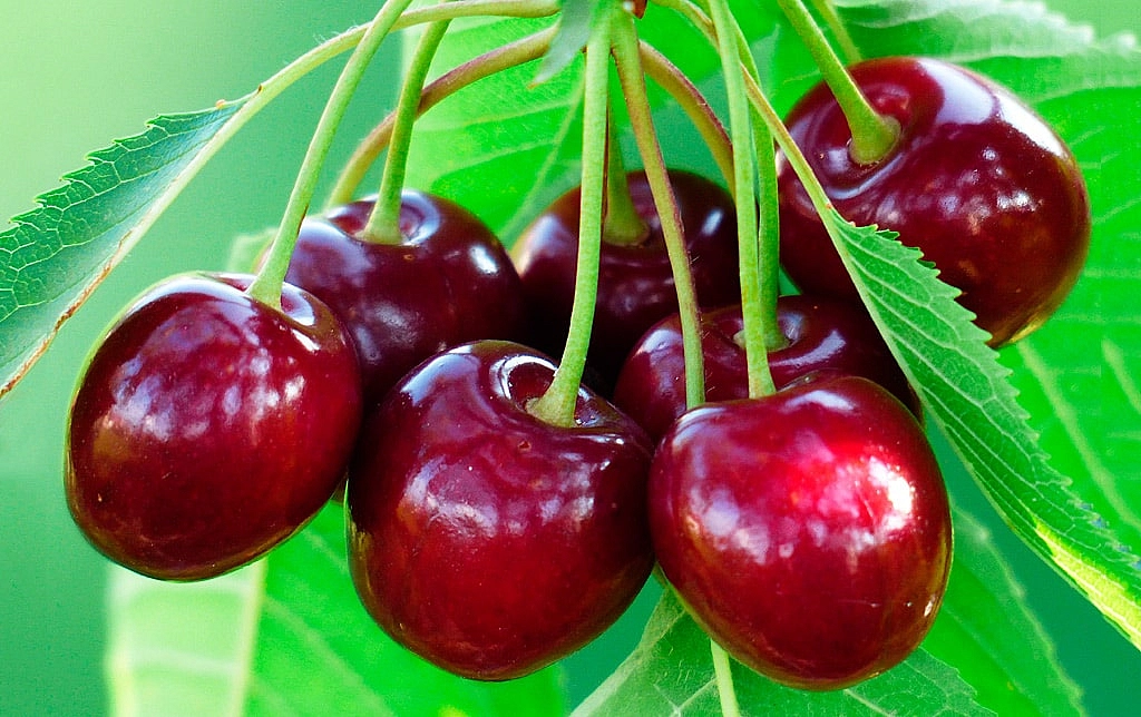 Черешня 'Любимица Астахова'