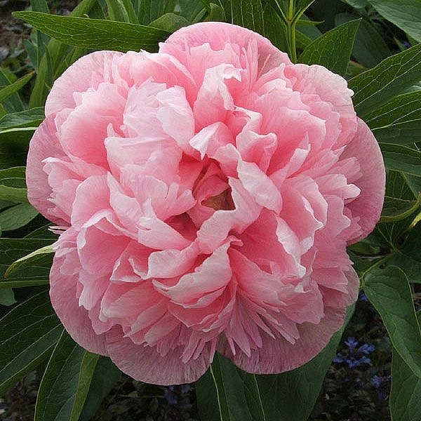 Пион лекарственный 'Мутабилис Плена' (креово - белый с розовым)