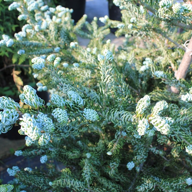 Пихта корейская 'Силберкугель'