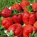 Земляника (клубника) 'Королева Елизавета  II' (ремонтантный) Земляника (клубника) 'Королева Елизавета  II' (ремонтантный)